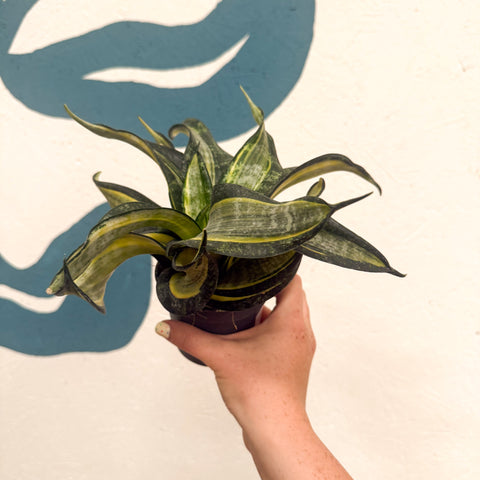 Sansevieria ‘Hahnii Spiral Star’ – Spiral Star Snake Plant