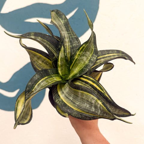 Sansevieria ‘Hahnii Spiral Star’ – Spiral Star Snake Plant