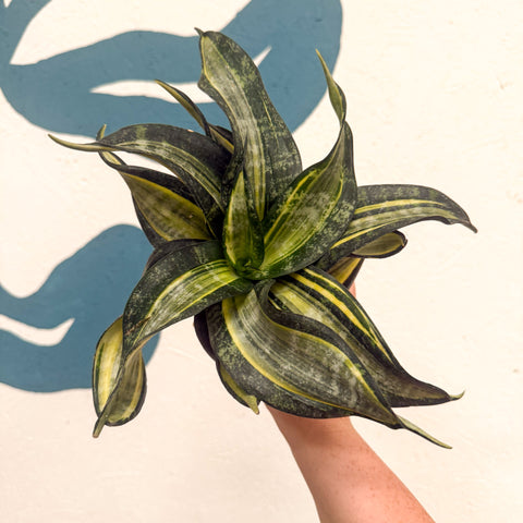 Sansevieria ‘Hahnii Spiral Star’ – Spiral Star Snake Plant
