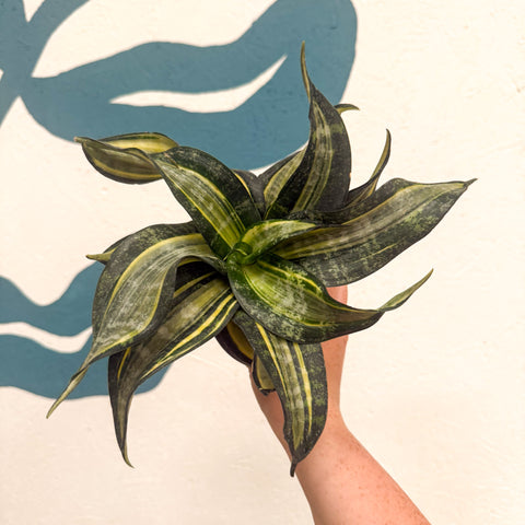 Sansevieria ‘Hahnii Spiral Star’ – Spiral Star Snake Plant
