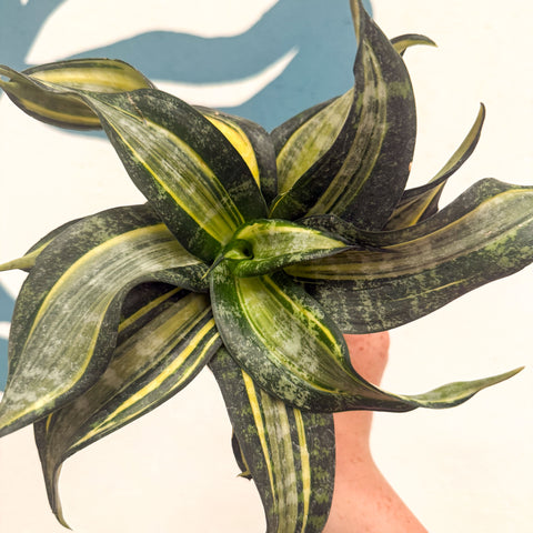 Sansevieria ‘Hahnii Spiral Star’ – Spiral Star Snake Plant