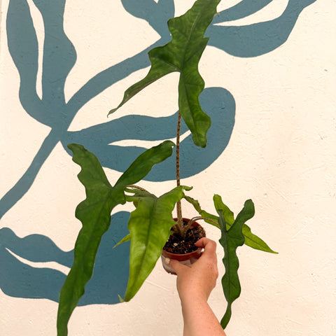 Alocasia sp. Sulawesi ‘Sabrina Narrow’