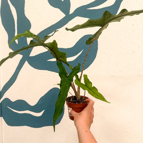 Alocasia sp. Sulawesi ‘Sabrina Narrow’