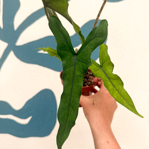 Alocasia sp. Sulawesi ‘Sabrina Narrow’
