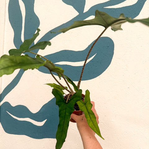 Alocasia sp. Sulawesi ‘Sabrina Narrow’