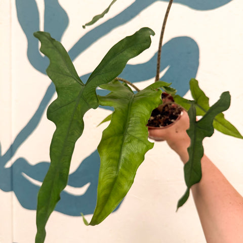 Alocasia sp. Sulawesi ‘Sabrina Narrow’
