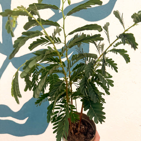 Tamarindus indica - Tamarind Tree
