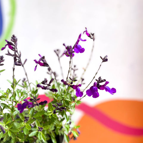 Salvia greggii 'Mirage Deep Purple' - Planta perenne cultivada en Cotswold