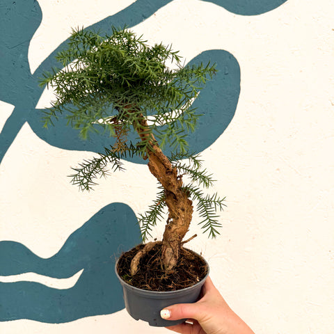 Araucaria cunninghamii - Hoop Pine Bonsai