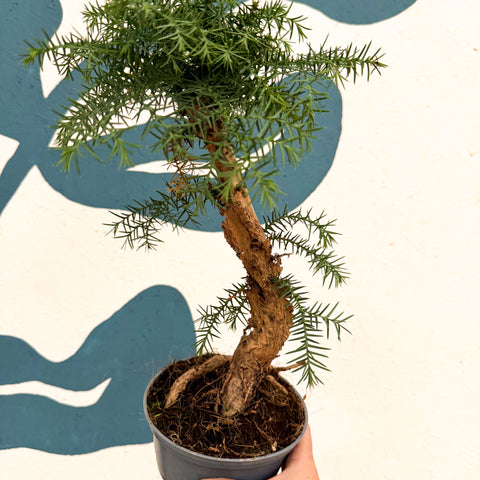 Araucaria cunninghamii - Hoop Pine Bonsai