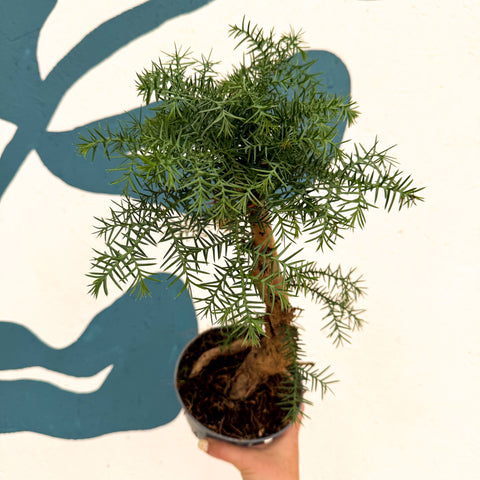 Araucaria cunninghamii - Hoop Pine Bonsai