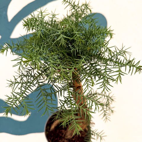 Araucaria cunninghamii - Hoop Pine Bonsai