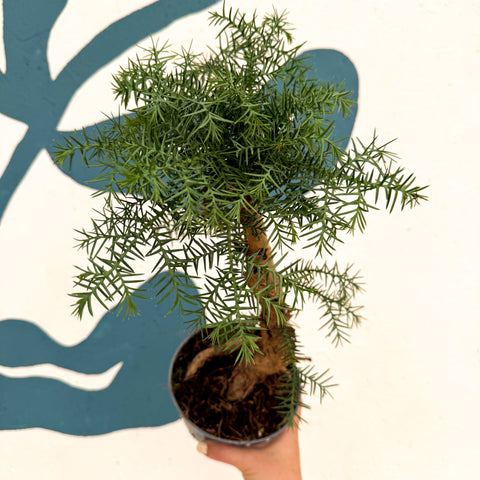 Araucaria cunninghamii - Hoop Pine Bonsai
