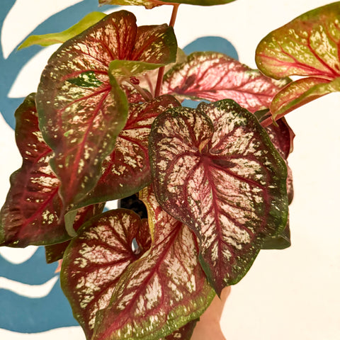 Caladium 'Xplosion'