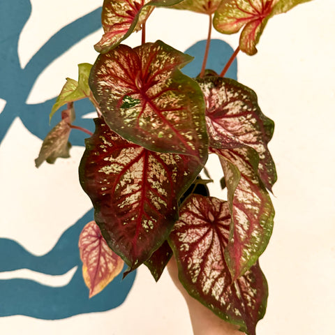 Caladium 'Xplosion'