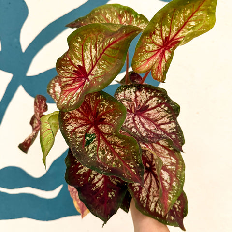 Caladium 'Xplosion'