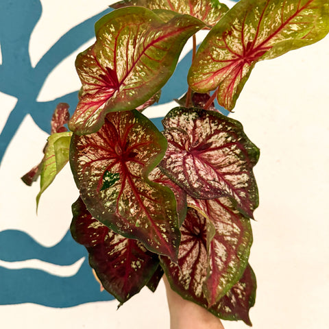 Caladium 'Xplosion'