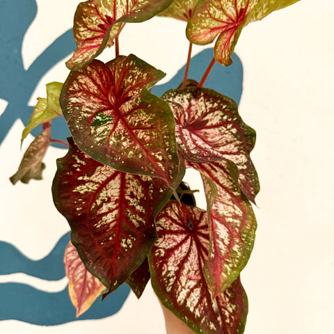 Caladium 'Xplosion'