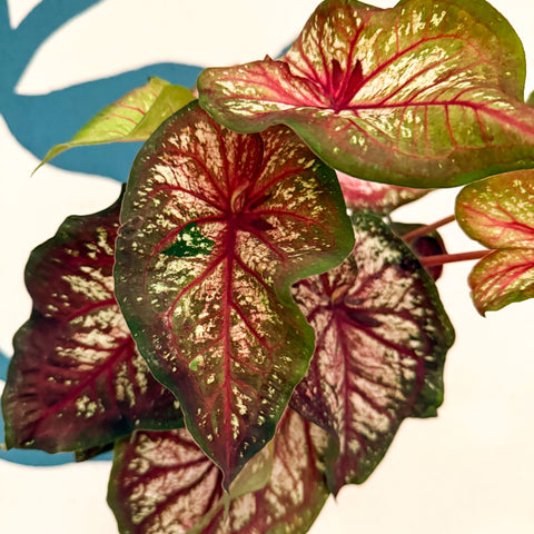 Caladium 'Xplosion'