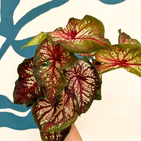 Caladium 'Xplosion'