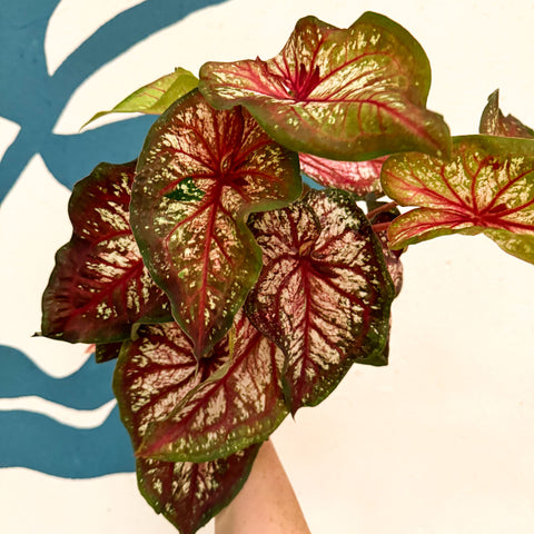 Caladium 'Xplosion'