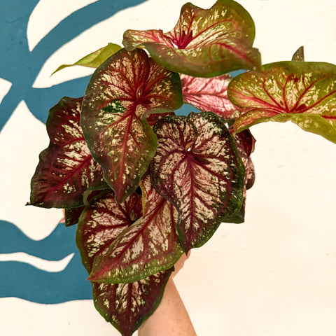 Caladium 'Xplosion'