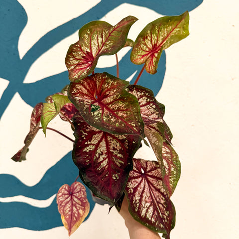 Caladium 'Xplosion'