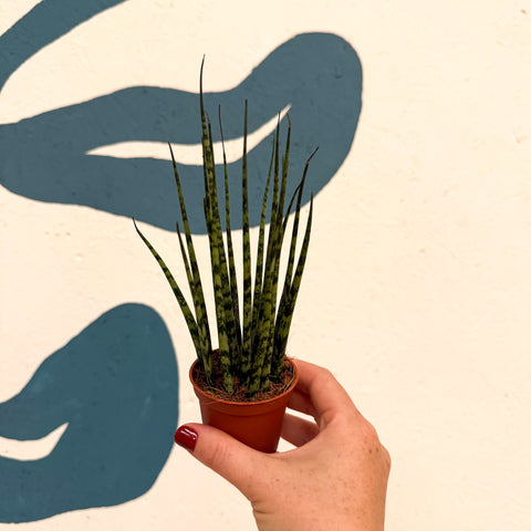 Sansevieria ‘Fernwood Mikado’ – Snake Plant
