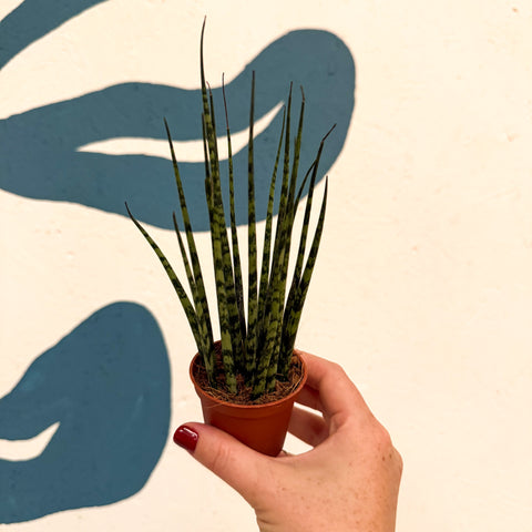 Sansevieria ‘Fernwood Mikado’ – Snake Plant