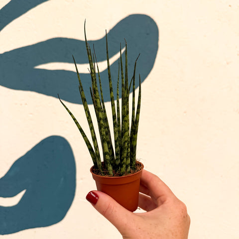 Sansevieria ‘Fernwood Mikado’ – Snake Plant