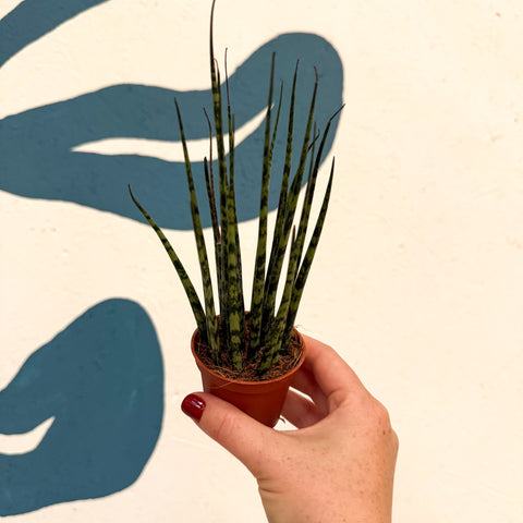 Sansevieria ‘Fernwood Mikado’ – Snake Plant