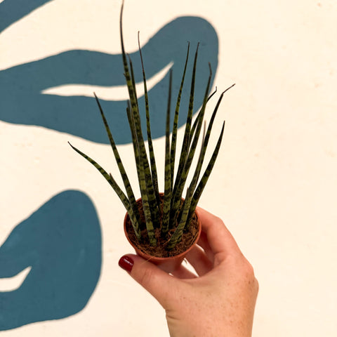 Sansevieria ‘Fernwood Mikado’ – Snake Plant