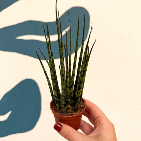 Sansevieria ‘Fernwood Mikado’ – Snake Plant