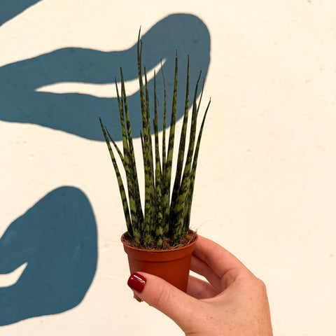 Sansevieria ‘Fernwood Mikado’ – Snake Plant