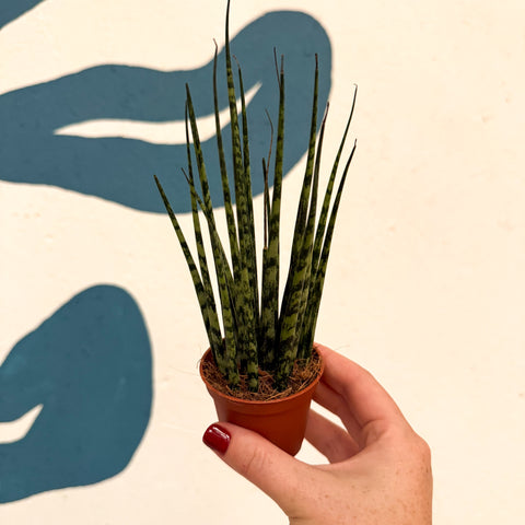 Sansevieria ‘Fernwood Mikado’ – Snake Plant