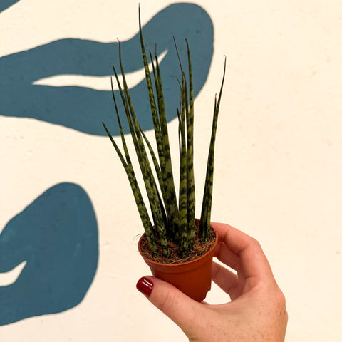 Sansevieria ‘Fernwood Mikado’ – Snake Plant