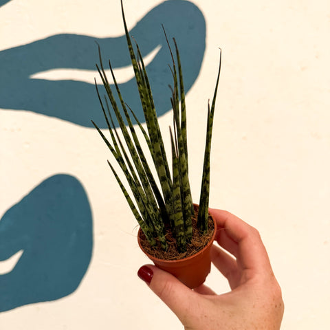 Sansevieria ‘Fernwood Mikado’ – Snake Plant