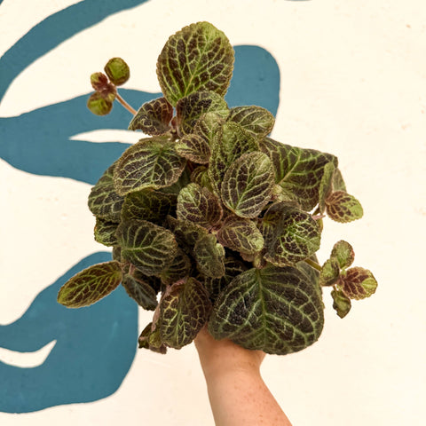 Episcia cupreata 'Shimmer' - Flame Violet