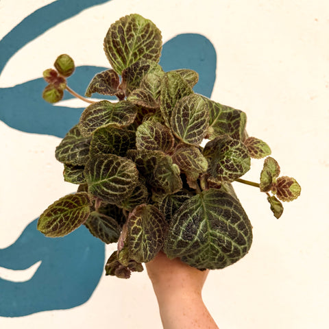 Episcia cupreata 'Shimmer' - Flame Violet