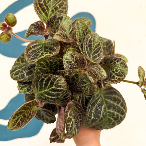 Episcia cupreata 'Shimmer' - Flame Violet