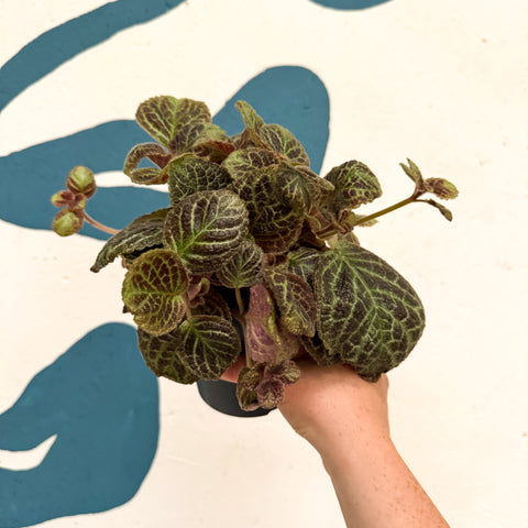 Episcia cupreata 'Shimmer' - Flame Violet
