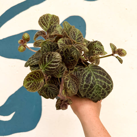 Episcia cupreata 'Shimmer' - Flame Violet