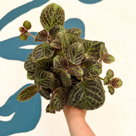 Episcia cupreata 'Shimmer' - Flame Violet