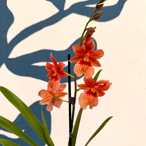 Oncidopsis × ‘Orange Nelly Isler’ – Orange Cambria Orchid