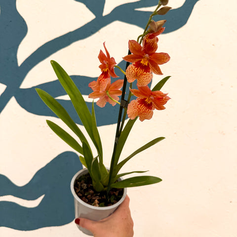 Oncidopsis × ‘Orange Nelly Isler’ – Orange Cambria Orchid