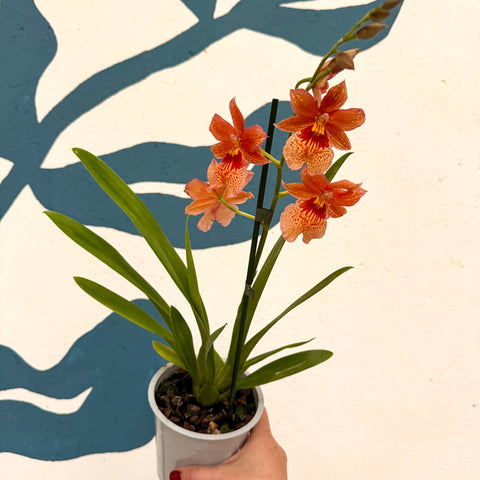 Oncidopsis × ‘Orange Nelly Isler’ – Orange Cambria Orchid
