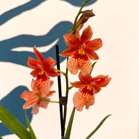 Oncidopsis × ‘Orange Nelly Isler’ – Orange Cambria Orchid