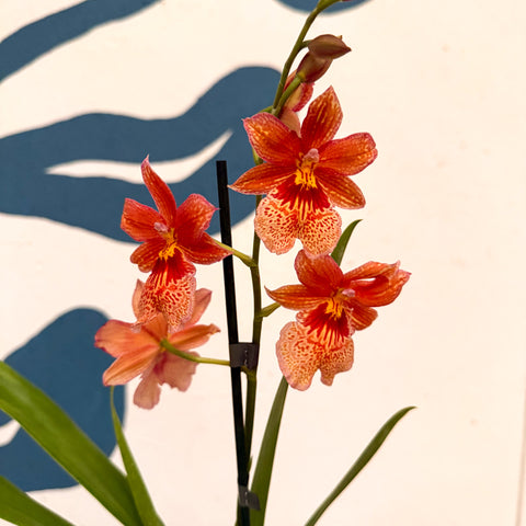 Oncidopsis × ‘Orange Nelly Isler’ – Orange Cambria Orchid