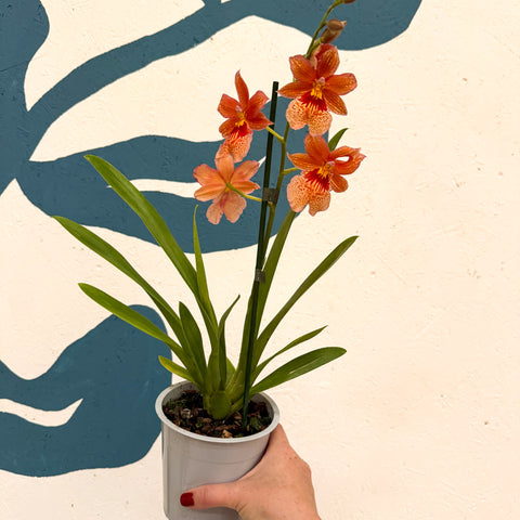Oncidopsis × ‘Orange Nelly Isler’ – Orange Cambria Orchid