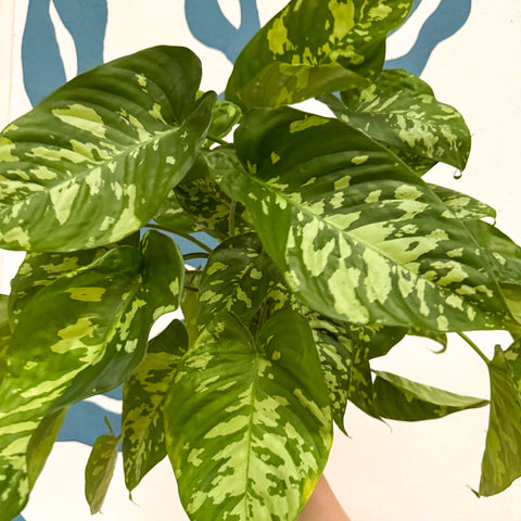 Homalomena rubescens 'Candid'